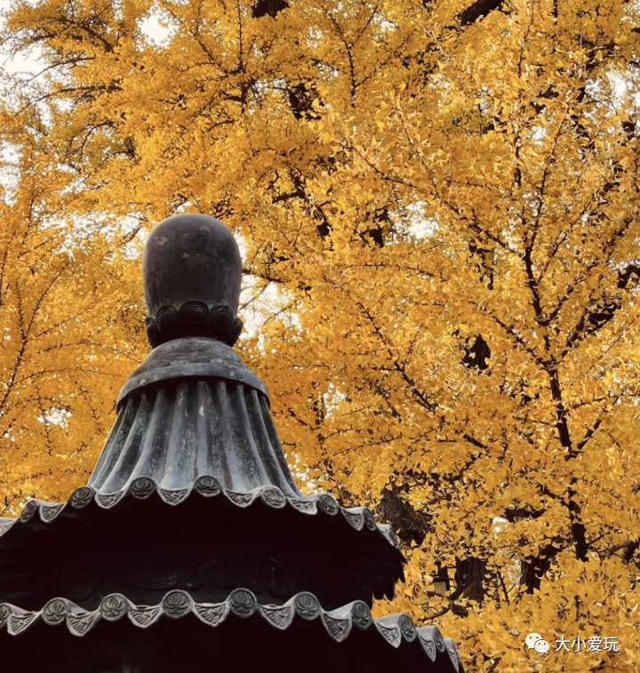 银杏最美的地方,金秋十月最美的银杏