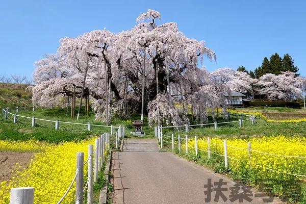 【说说日本的三大樱、五大樱以及观赏期推荐、交通路线介绍】