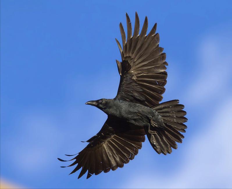 鸟儿大全高清图,高清珍稀鸟动态图片大全
