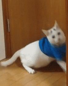 猫核酸检测有必要做吗,猫做核酸粤语视频