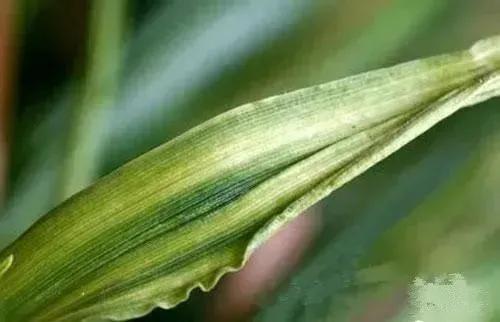 小麦打过防病毒病药后更黄怎么办,小麦预防病虫害多久打一次药