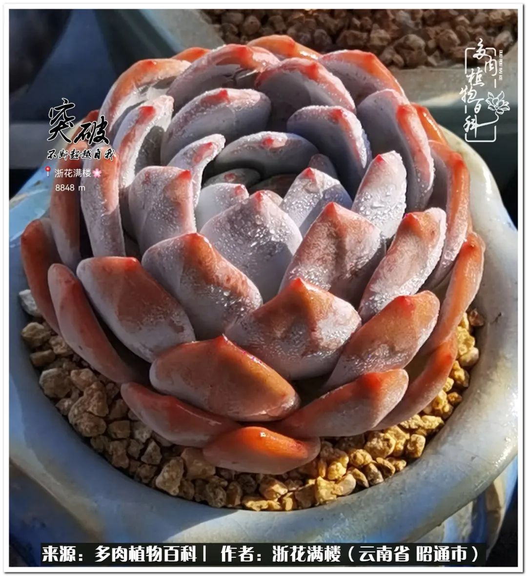 奔跑吧跑步,奔跑吧多肉盆栽