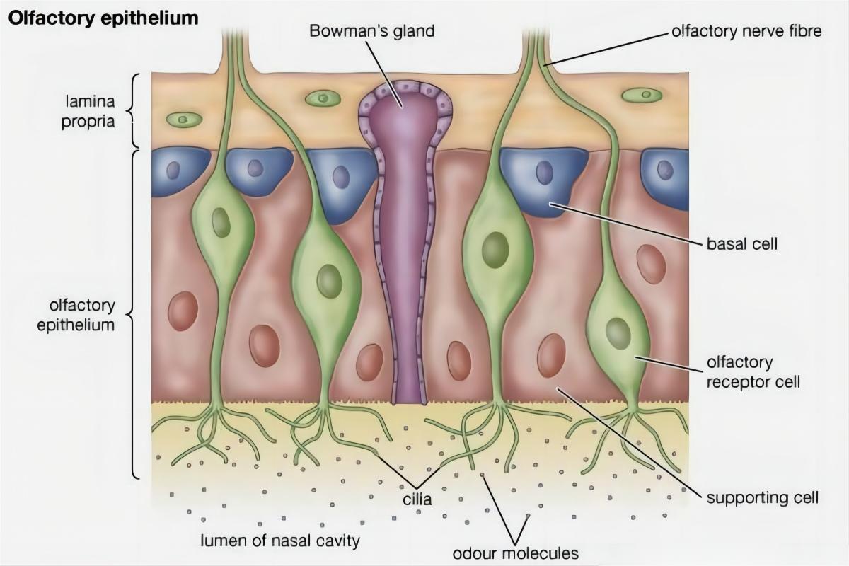 为什么动物在交配前，会先闻闻对方的屁股？这是什么礼节吗？