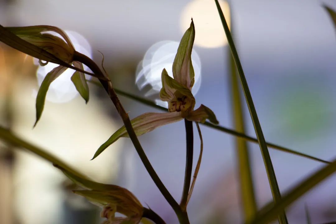 新手盆栽兰花最好选择哪些品种,适合家养的兰花品种有哪些盆栽