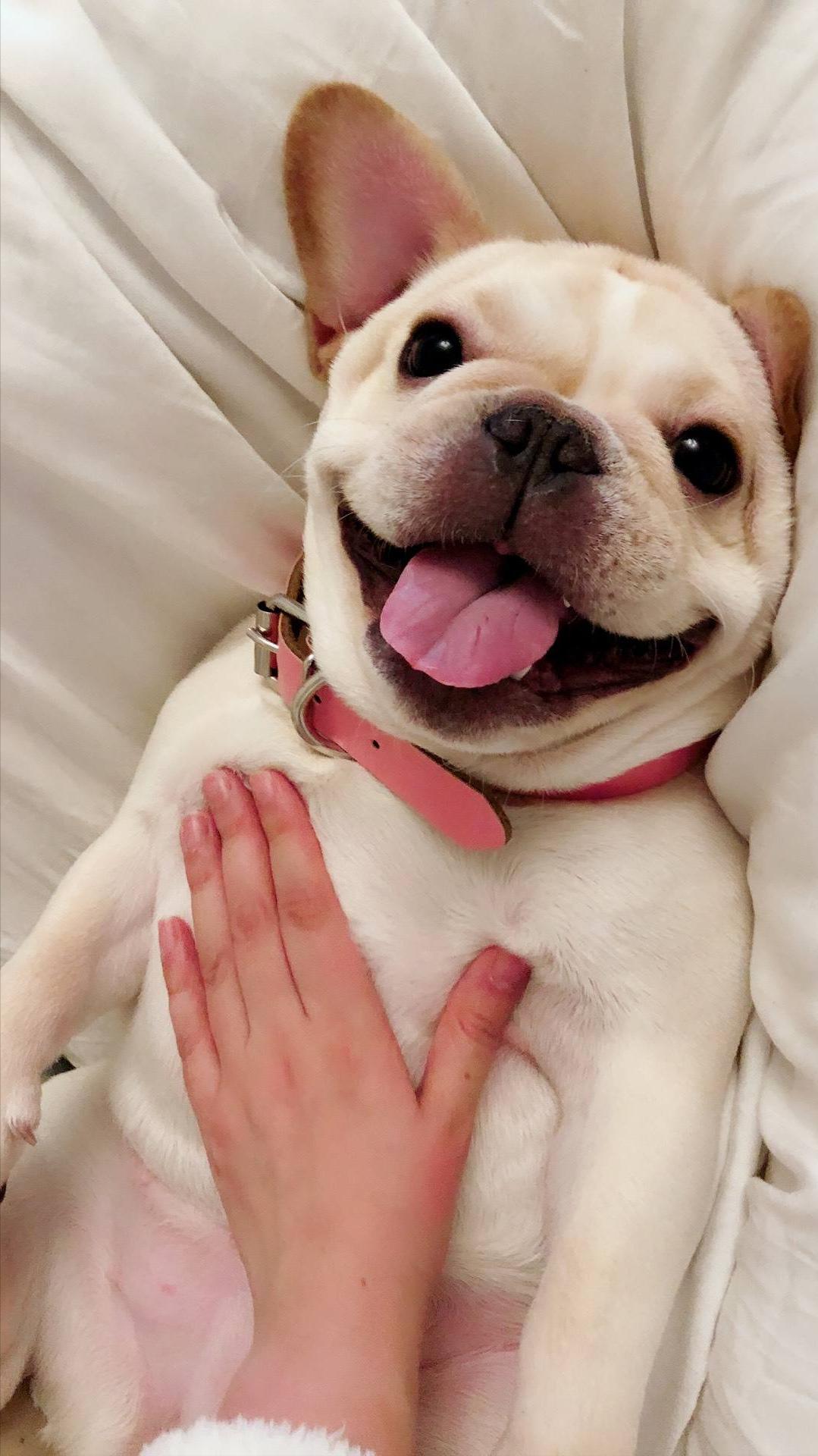 为啥“法斗”越来越受欢迎？宠主：养了看不上其他狗