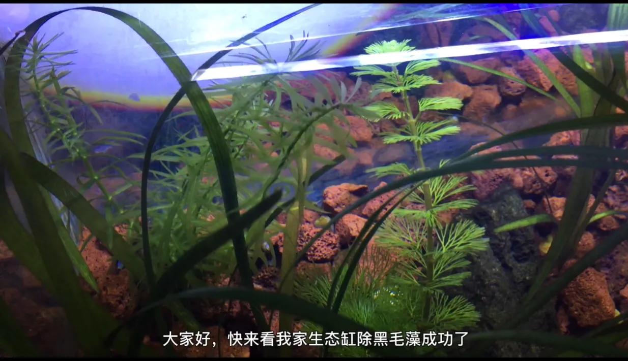 鱼缸里的水草叶子变黑，长藻，长黑毛藻，分享处理方法