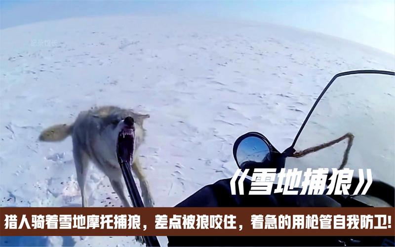 人狼生存搏杀：西伯利亚狼吃羊杀马，牧民雪地摩托杀狼|故事