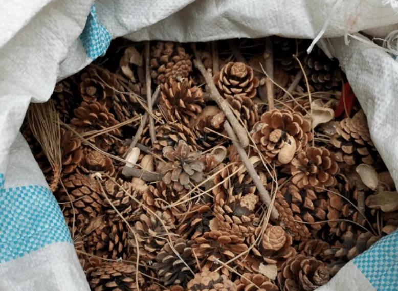 花卉换盆盆底铺什么,植物根系长出盆底怎么换盆