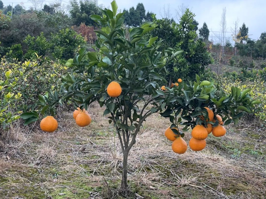 成都旅游豌豆尖,成都仰天窝近郊爬山推荐