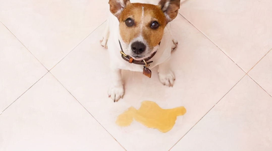 中医如何治疗猫咪尿路结石,猫狗肾结石