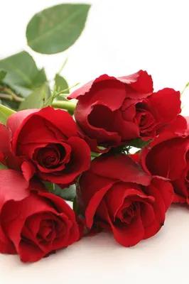 520浪漫玫瑰花壁纸,红玫瑰花壁纸大图