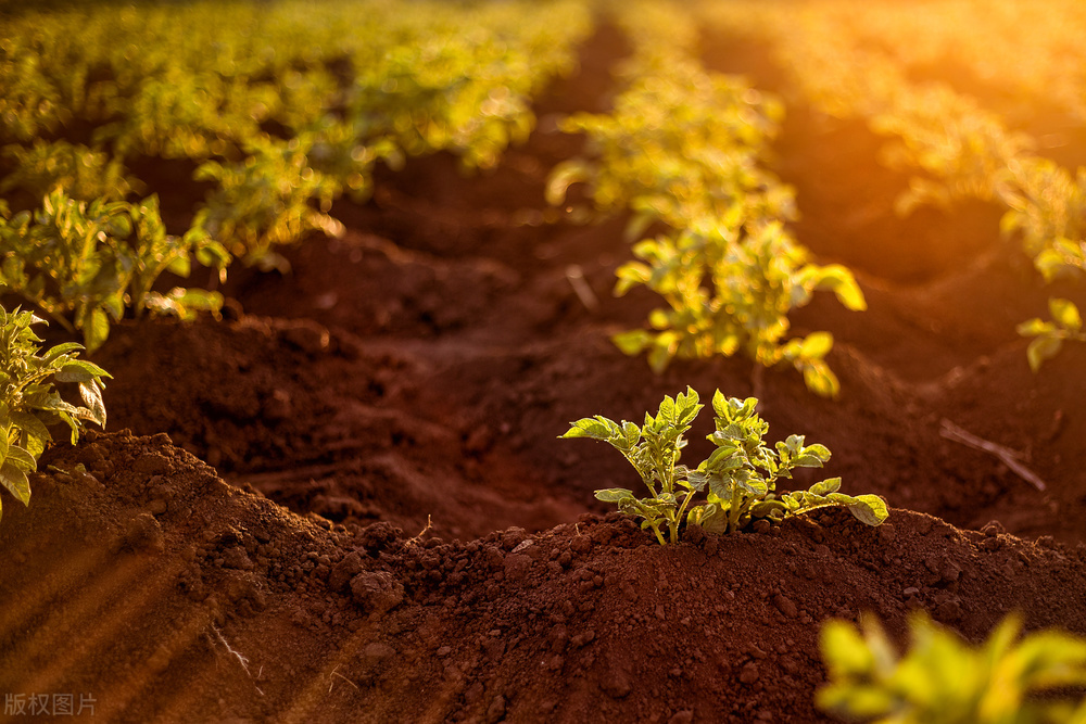 土豆怎么种植高产最好,土豆种植技术和培土方法