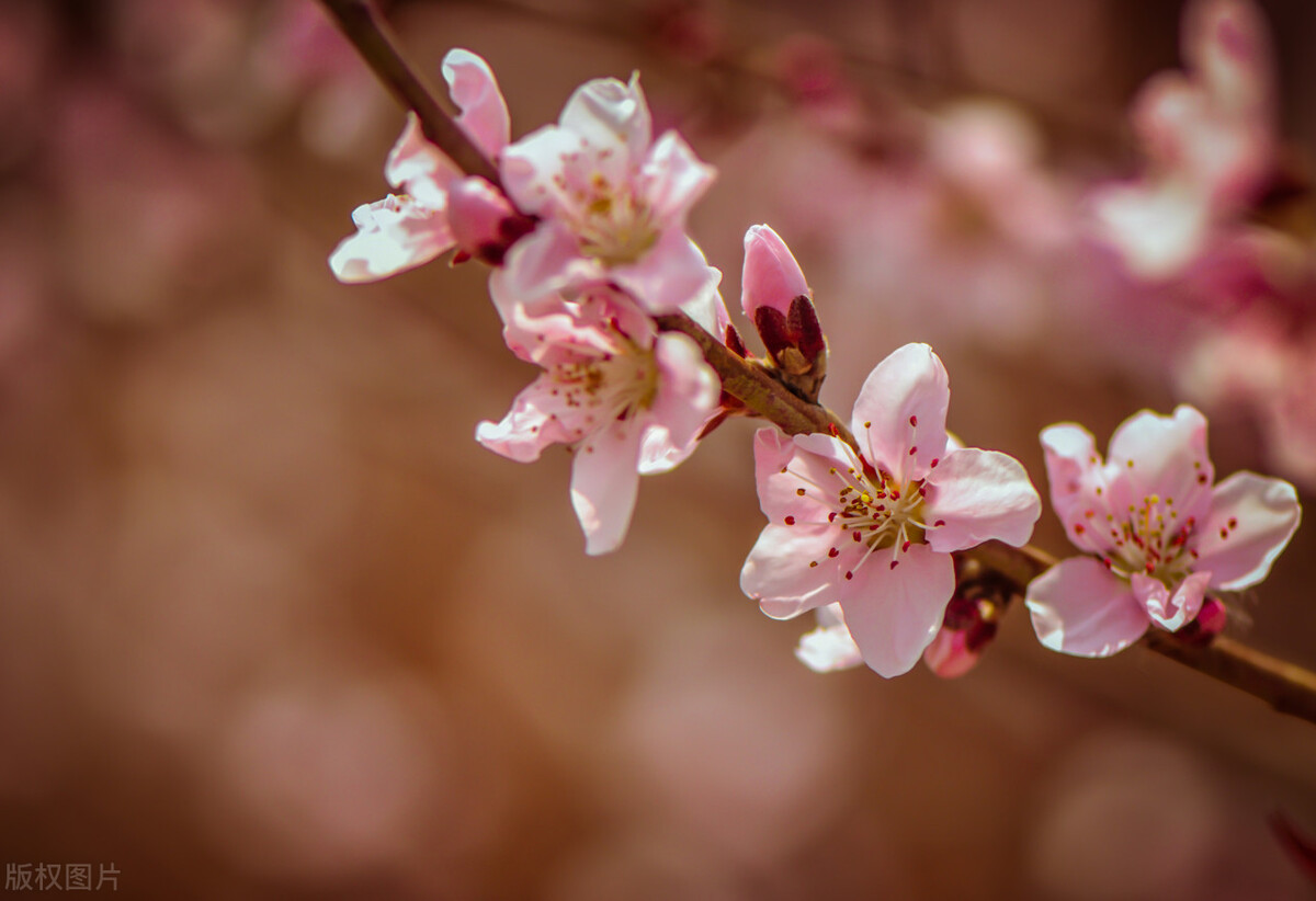 具有代表性的桃花古诗,古诗中描写桃花的诗句有哪些