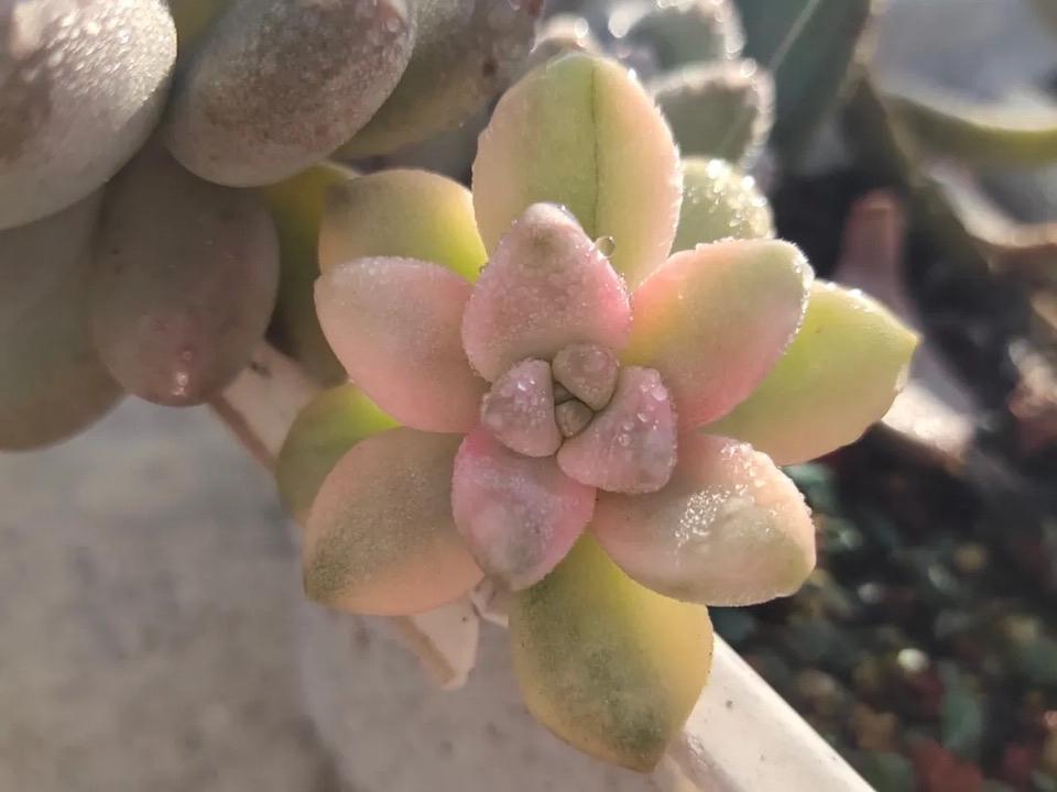 多肉晨露和橙梦露的区别,晨露的多肉名字