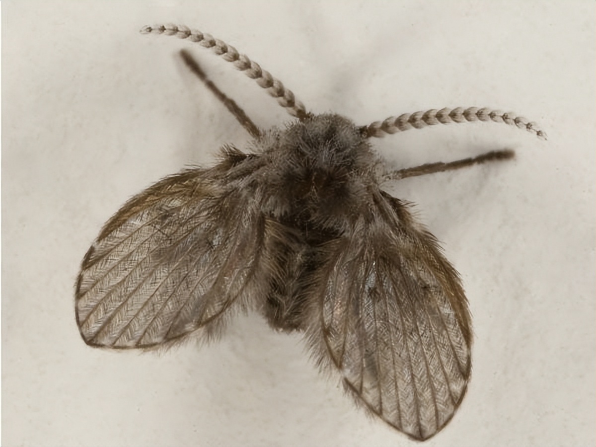 如何防止蚊虫进房间的方法,室内总有蚊子或者虫子怎么办