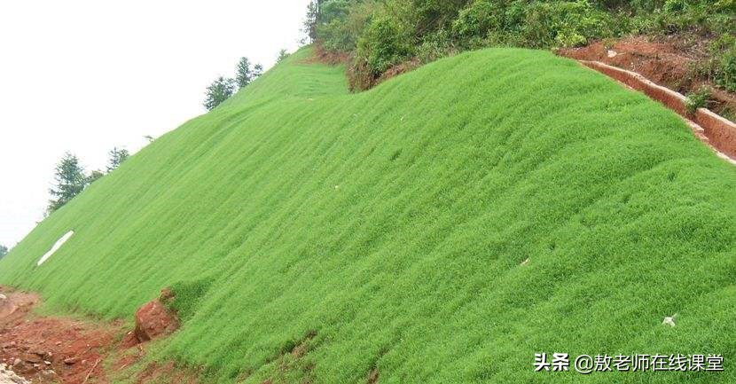 景观园林设计草坪作用,草坪景观设计原则