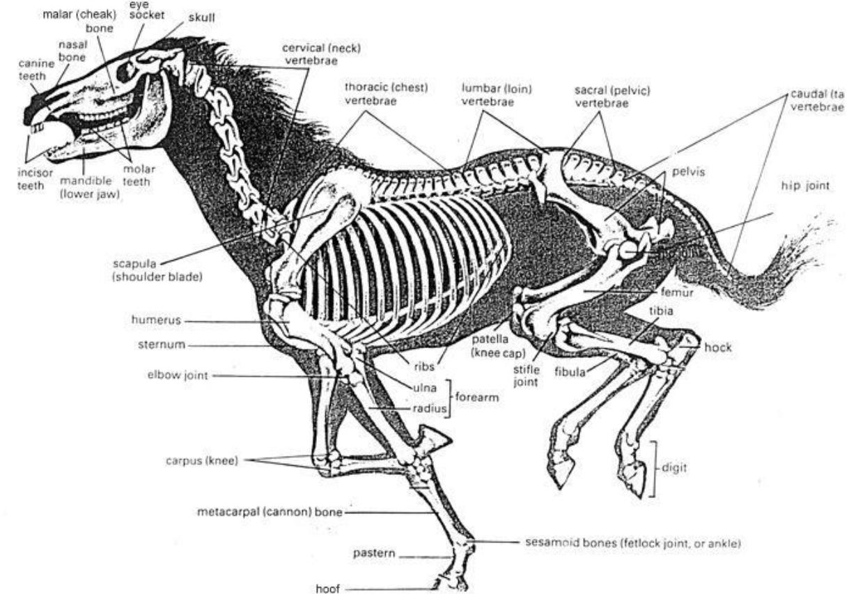 失去一条腿的大象,失去一条腿