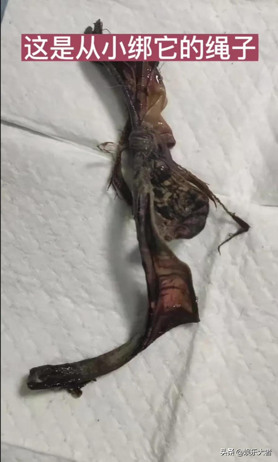 被虐待的网红狗现状,被虐待的网红狗现在怎么样了