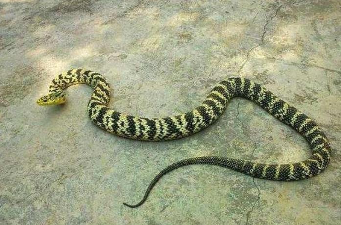 在野外遇到猛兽该怎么自救沙雕,教你在野外遇到鳄鱼怎么应对