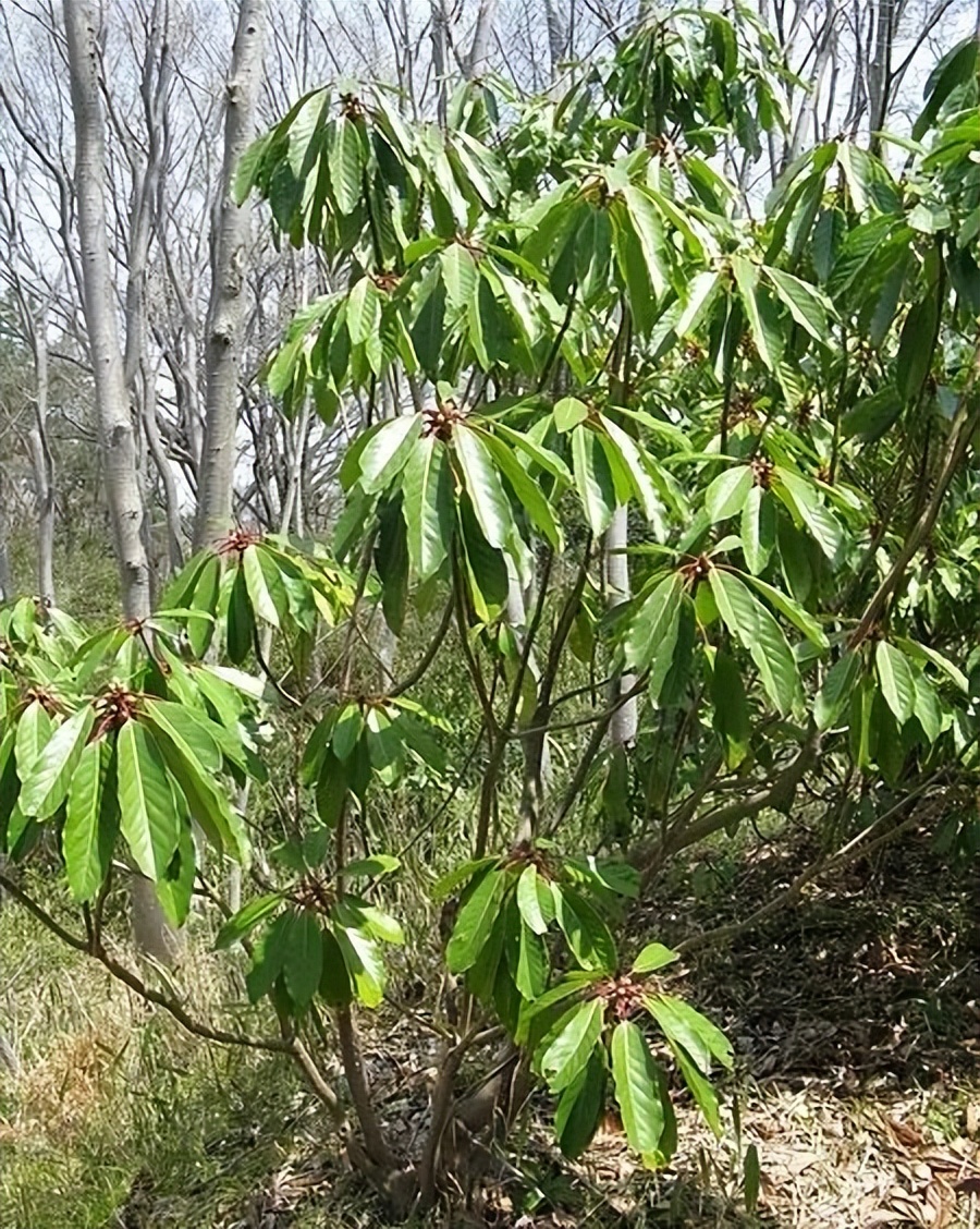 石楠为什么这么臭,石楠为什么有臭味
