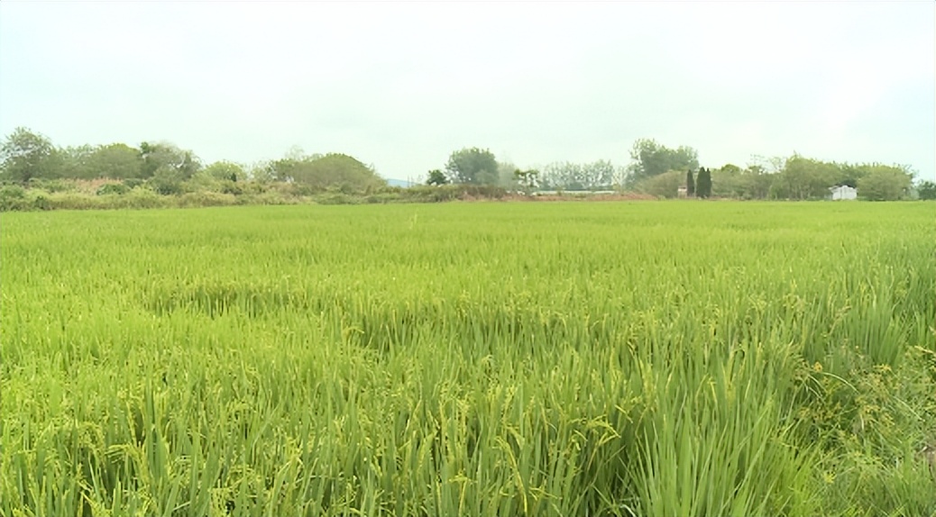 农田集约化管理,农田发展新模式