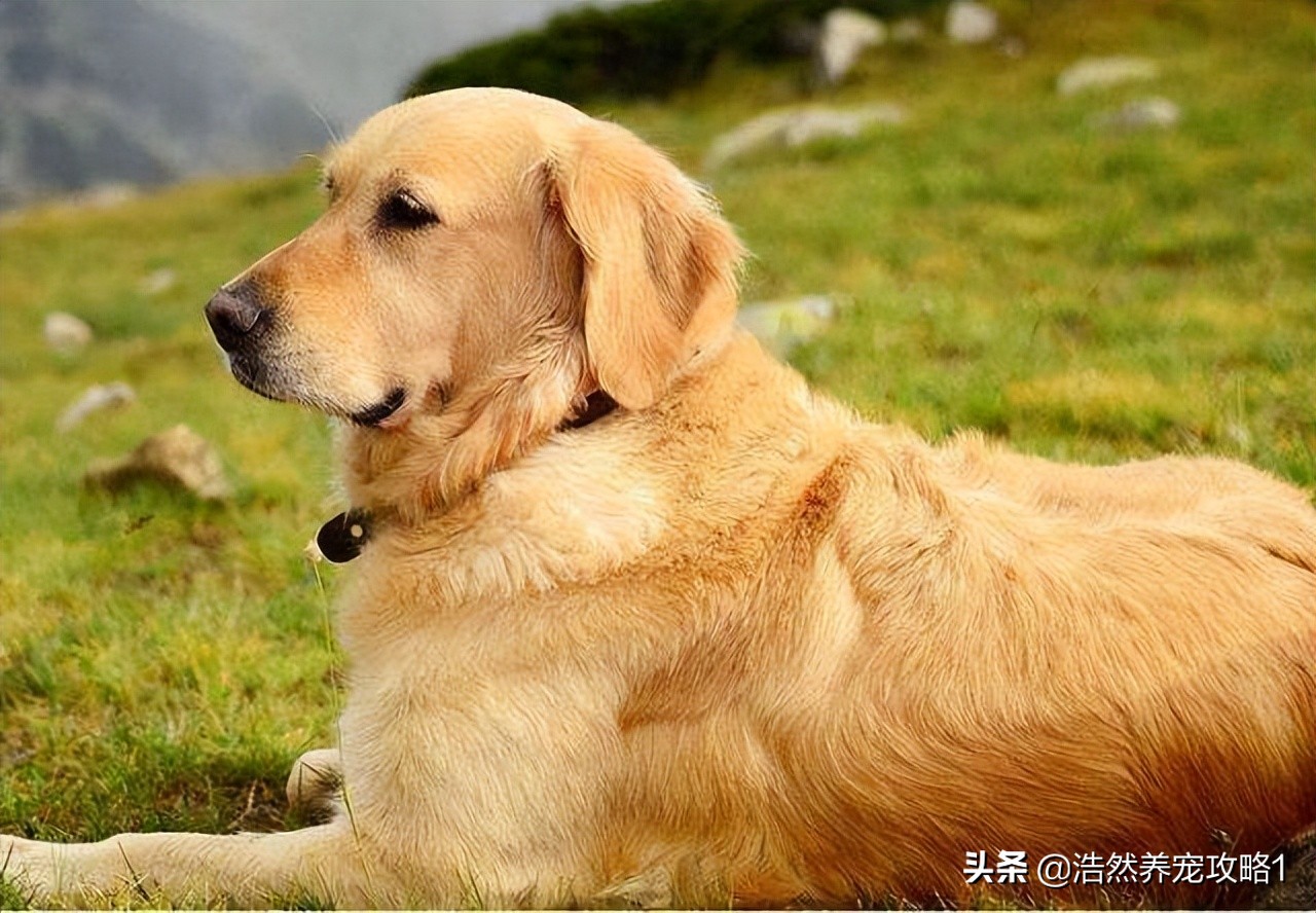 金毛犬嘴里流粘液不精神怎么回事,金毛犬嘴角总是流粘液