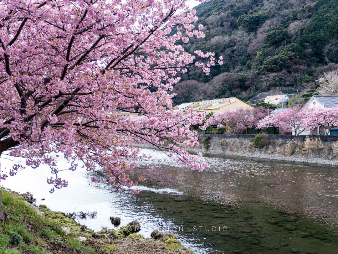 日本赏樱五日游攻略,日本河津樱游玩攻略