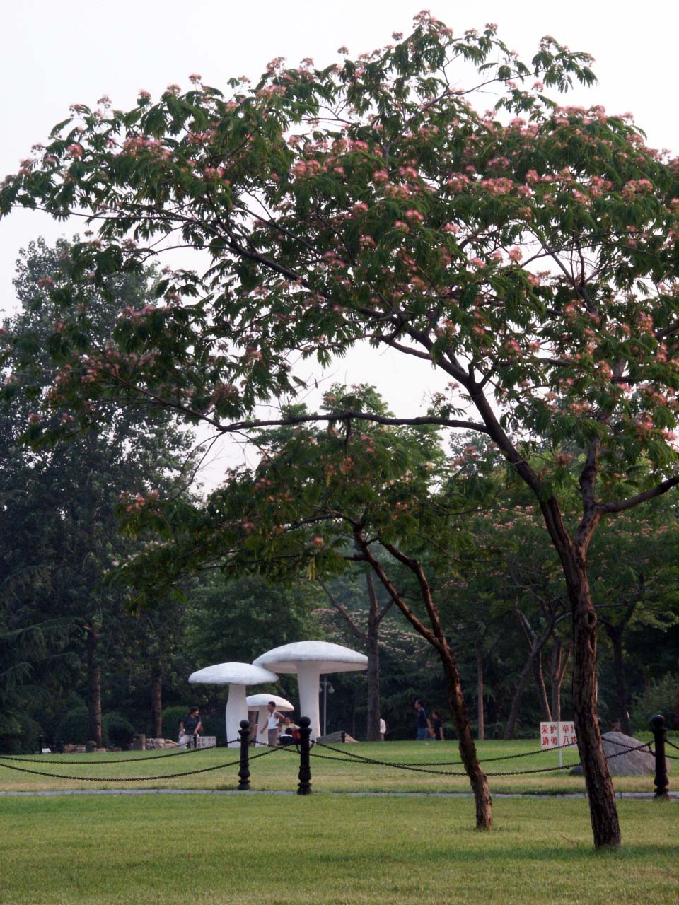 *欢合**：树姿优雅，叶形秀丽，昼开夜合，开粉红色有绒缨状花
