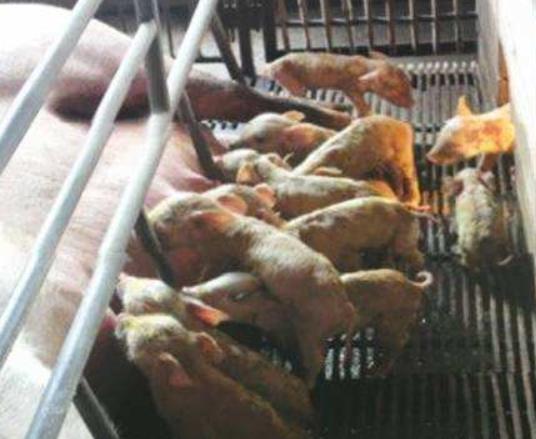 新生小猪拉稀怎么办,出生小猪腹泻拉稀怎么办