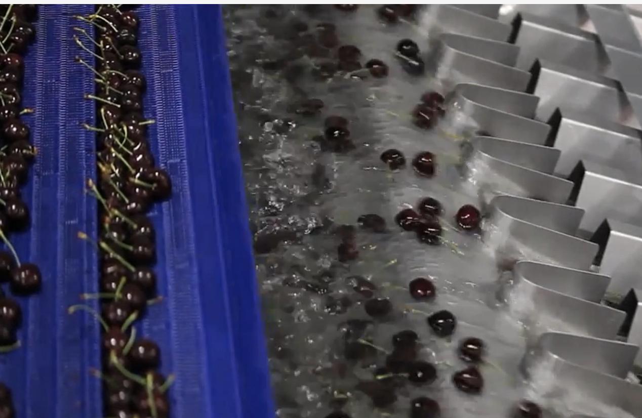 为什么智利车厘子不容易腐烂,智利车厘子为啥保存那么久