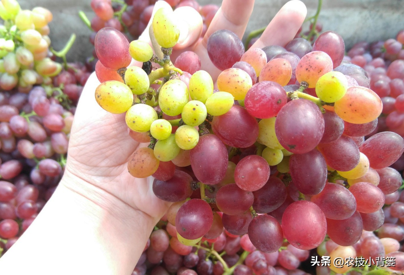 怎样解决葡萄大小不一的问题,解决葡萄发芽不整齐的问题