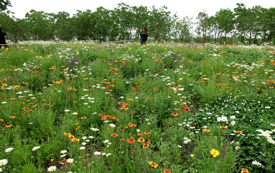 郑州莫奈花园在哪里,郑州版莫奈花园在哪