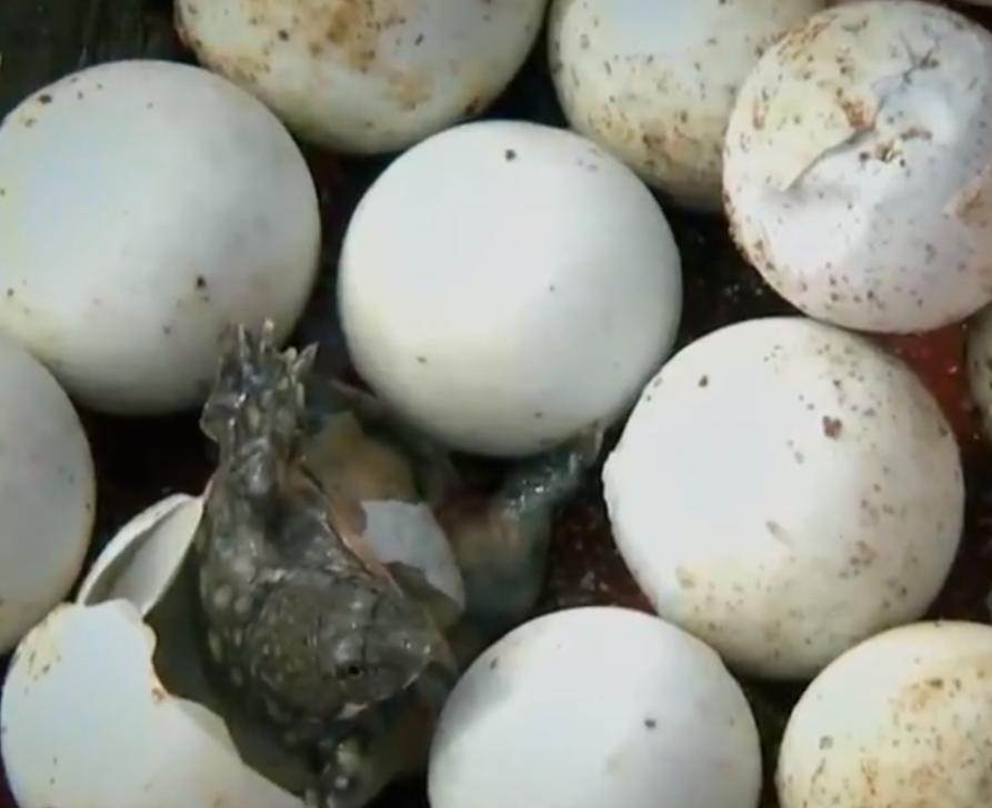 养殖甲鱼成就千万富翁,养甲鱼养鸡年入百万