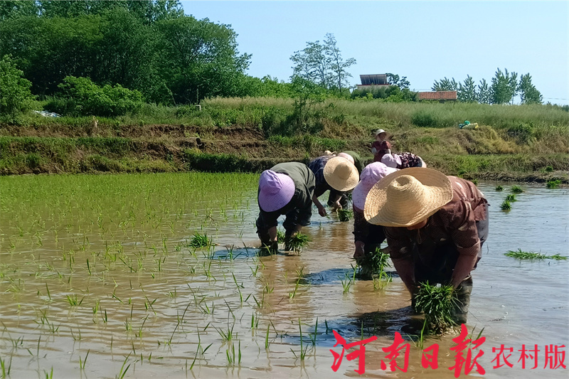 罗山农兴农机,罗山农机春耕