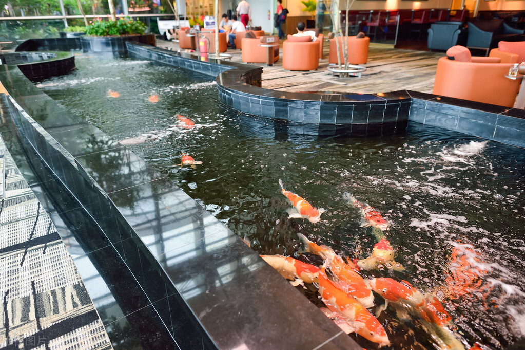 池塘里的锦鲤太多了怎么办,池塘里面的鱼为什么会死掉