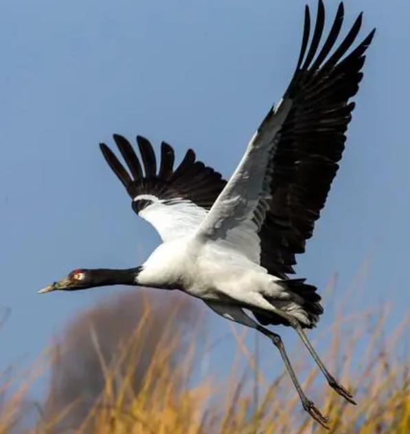 威宁高原明珠,威宁草海为何叫高原明珠