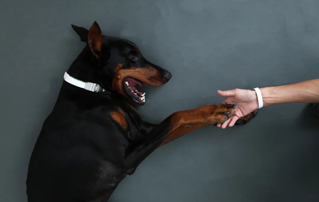 为宠物而设计,极简宠物产品