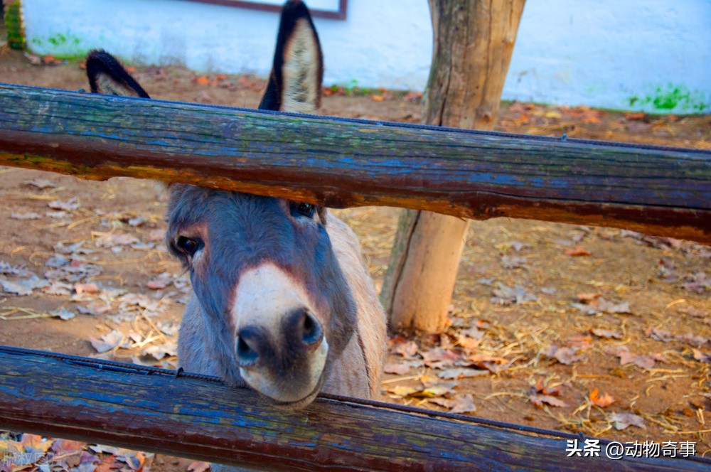 懒马吃得比驴好，气得驴不吃不喝不干活，姥爷一拍桌子：看我的