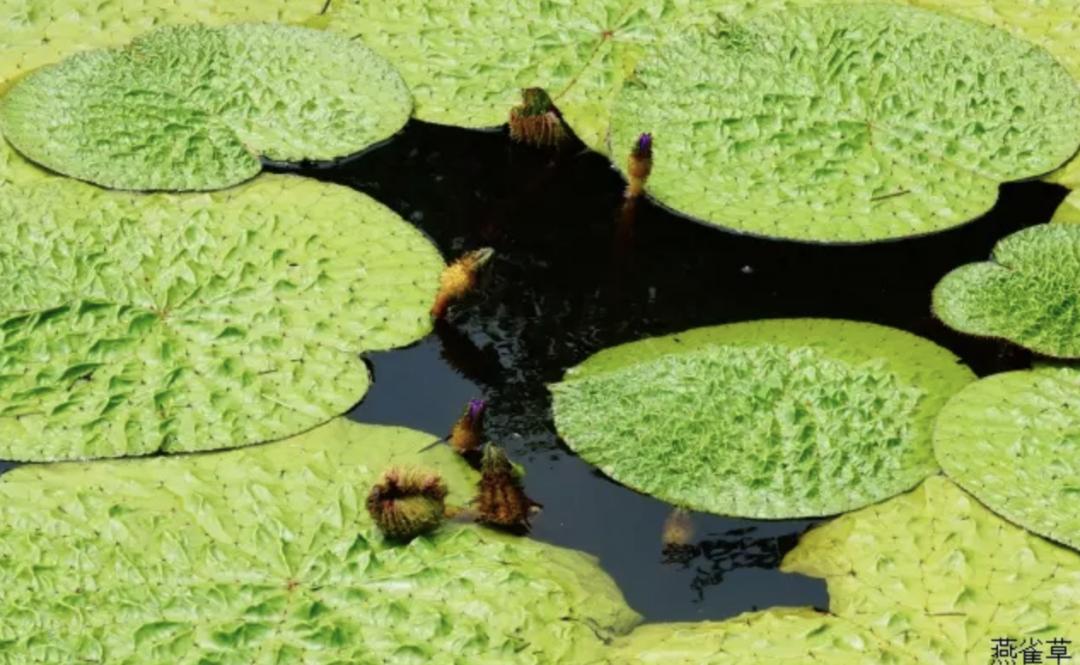 芡实除哪里的湿,芡实什么季节最好吃