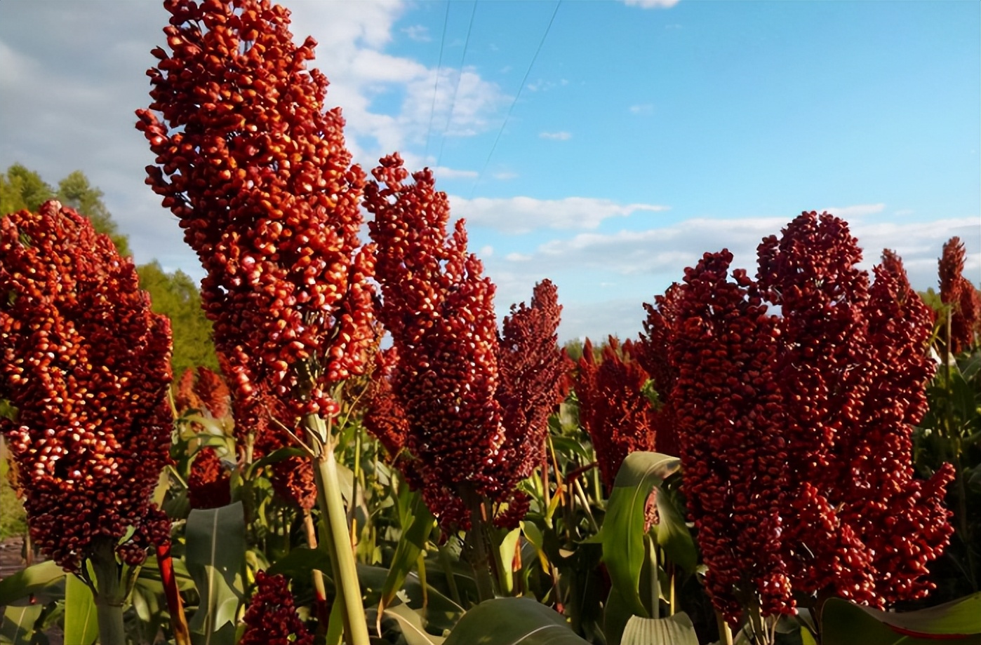 纯粮食白酒推荐几款好喝,好喝实惠纯粮食白酒推荐