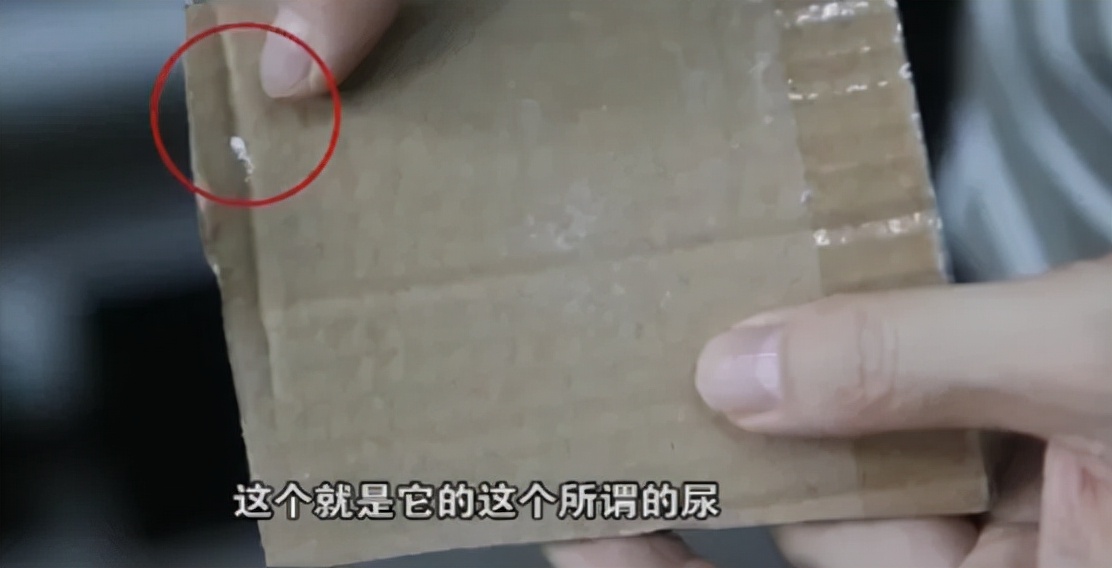 五毒有壁虎还是蜘蛛,五毒为什么是壁虎而不是蜘蛛