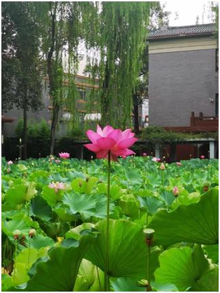 大学芳华,大学芳华苑