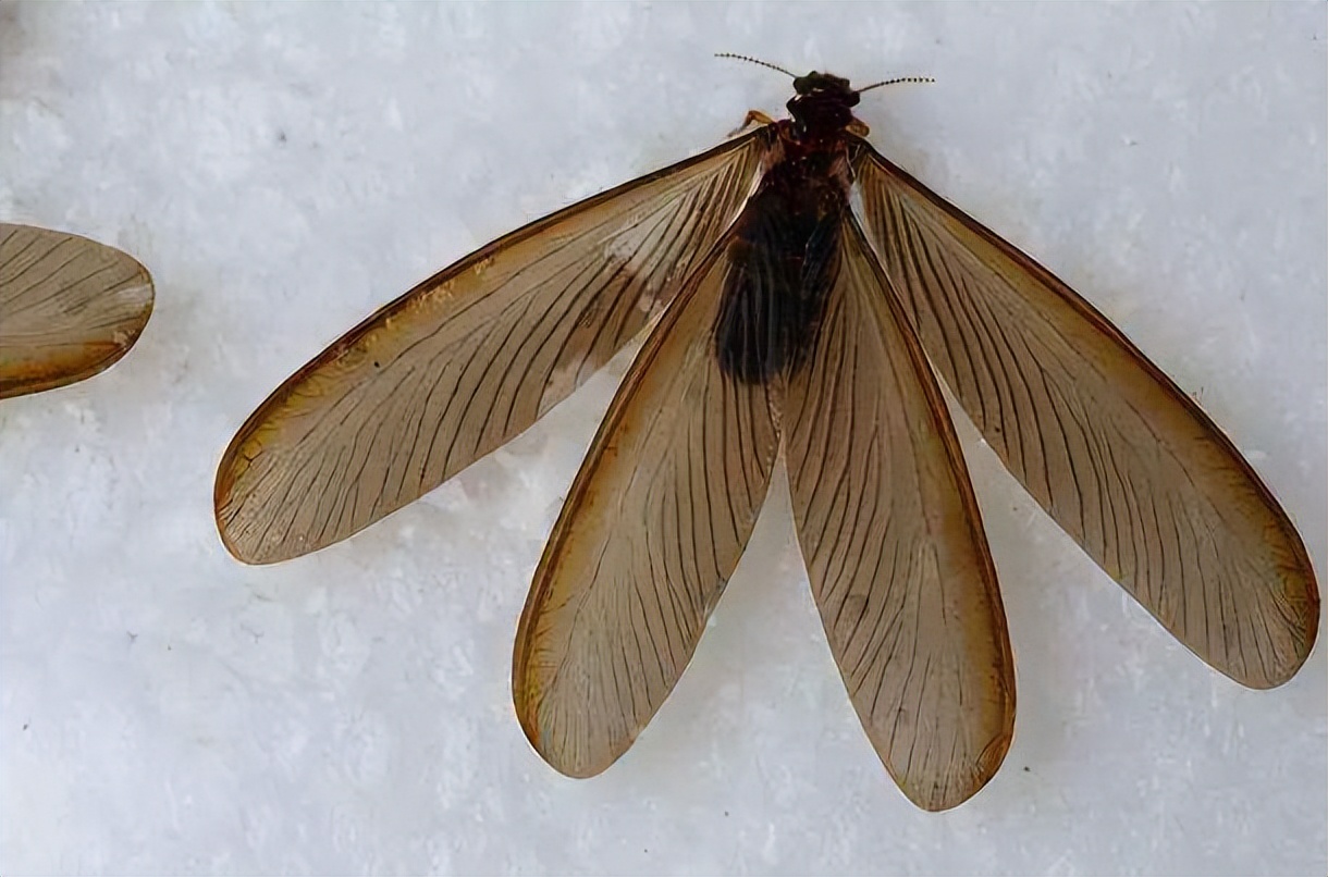 白蚁分飞季如何有效防治白蚁,家里出现了白蚁如何彻底消灭白蚁