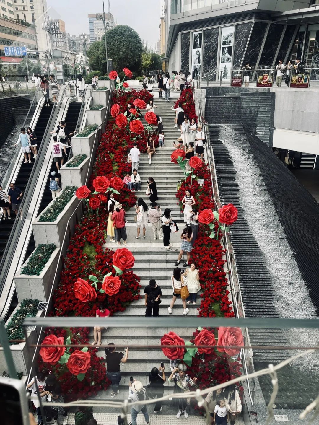 玫瑰瀑布、巨型爱心刷爆了！浪漫背后有秘密→