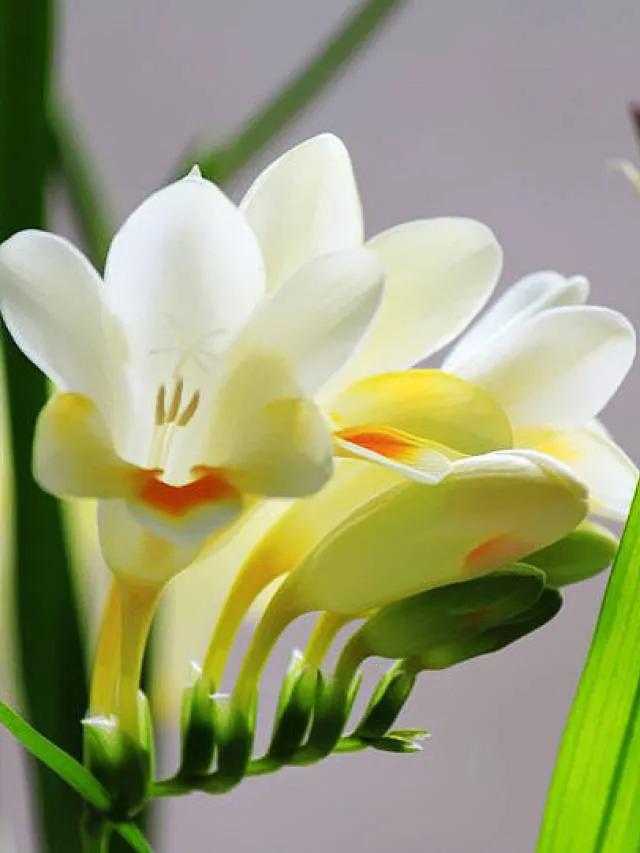 最美的100种兰花图片,欣赏一下最美的兰花