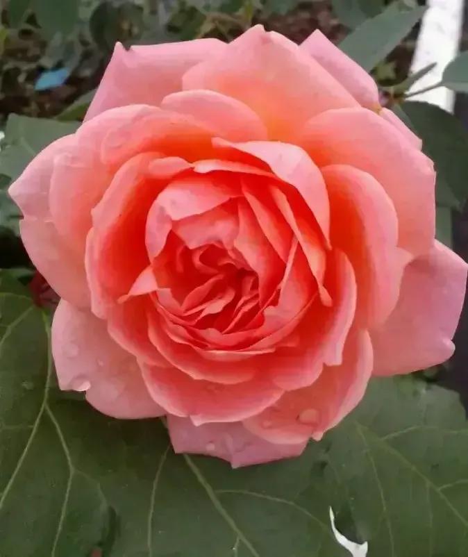 想要拥有自己的一间花店,好想拥有这样的一间花店