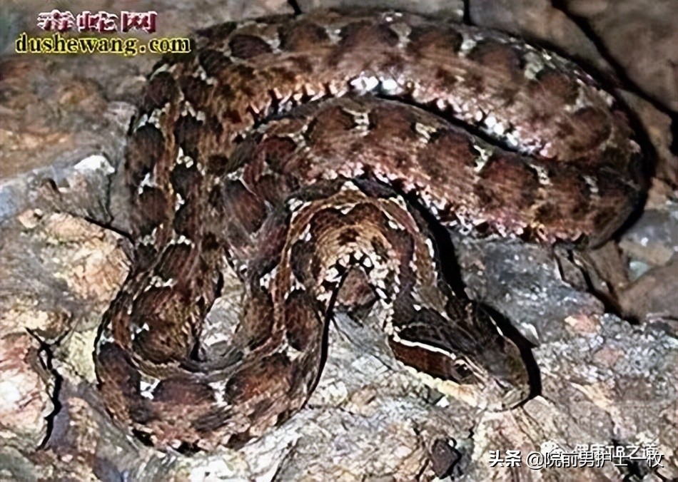 蛇咬伤急救常识大全,被蛇咬伤的处置流程及注意事项