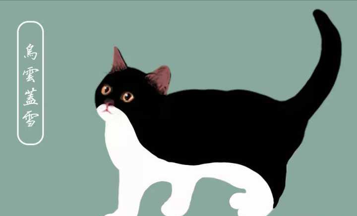 家猫适合养什么品种,最好养最粘人的十种长毛猫