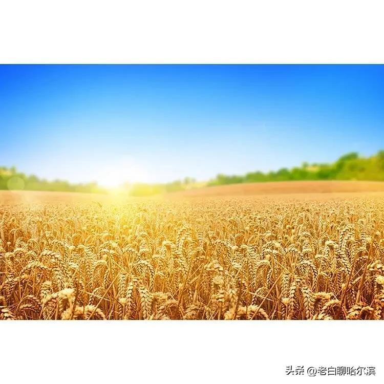 从稻花香大米说起