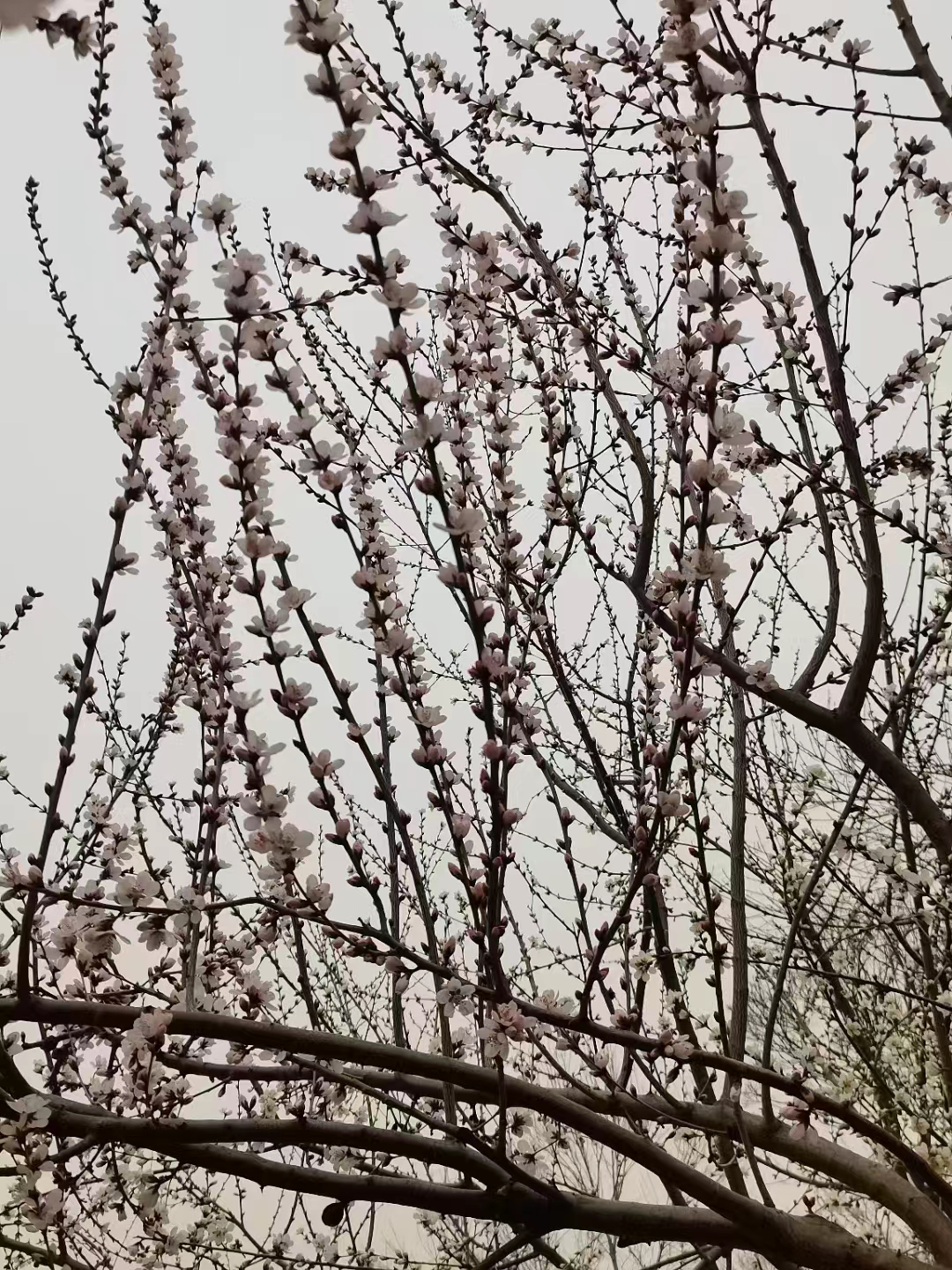 《金鼎》,金鼎诗词